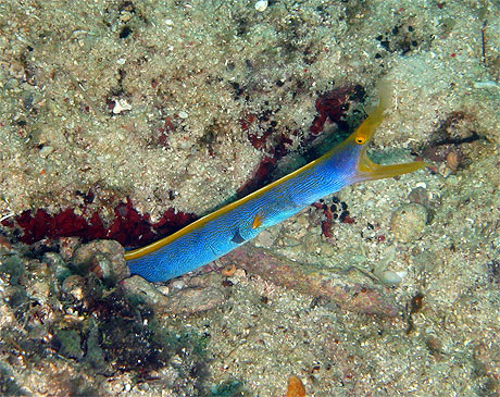 Mur�ne Ribbon Eel (Rhinomuraena quaesita)