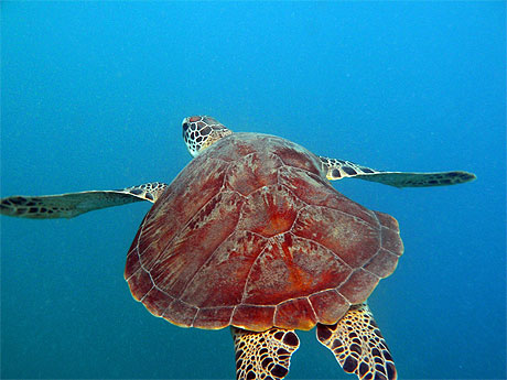 Tortue imbriqu�e 