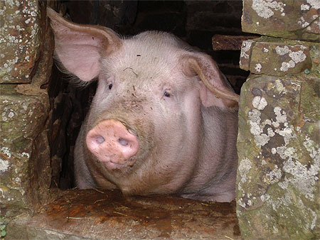 Cochon � sa fen�tre