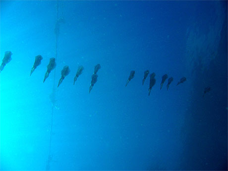 Seiches en rang