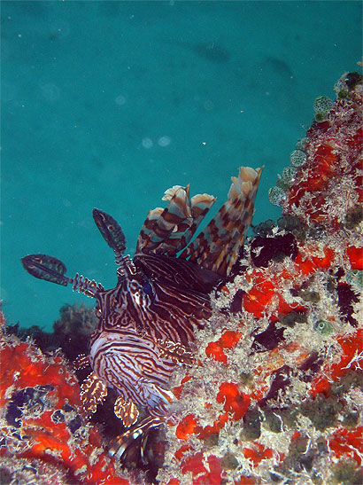 Poisson lion commun (Pterois volitans)