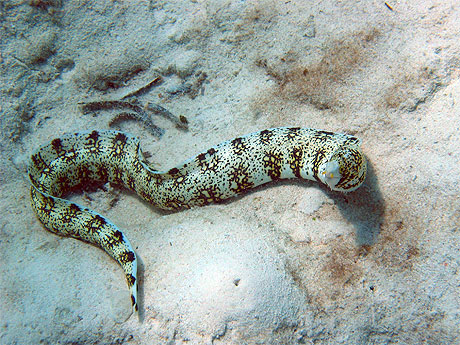 Snowflake moray (Echidna nebulosa)