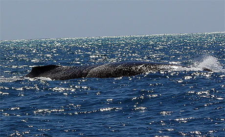 Baleine � bosse