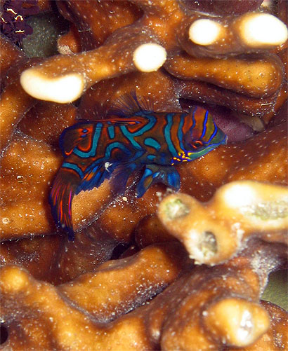 Poisson mandarin (Synchiropus splendidus)