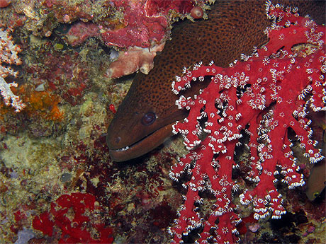 Mur�ne g�ante (Gymnothorax javanicus)