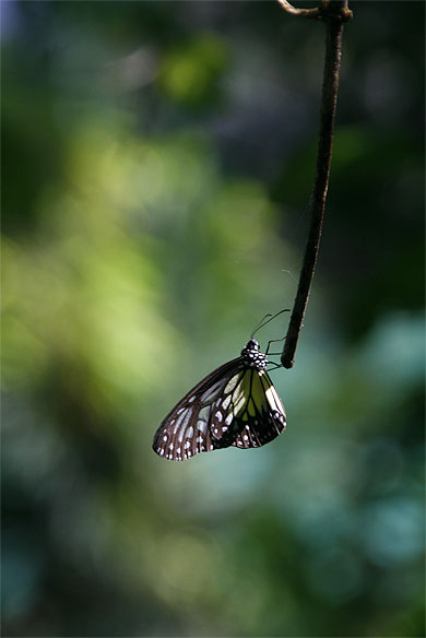 Joli papillon