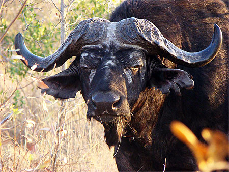 Buffalo