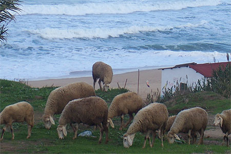 Plage sauvage 