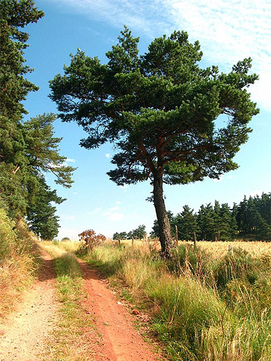 L'�t� au bout du chemin