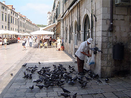 Petit d�jeuner des pigeons dans la stradun