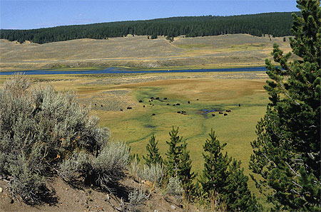 Buffalos