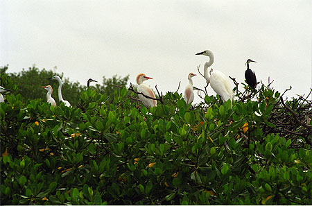 �le aux oiseaux sur le fleuve casamance
