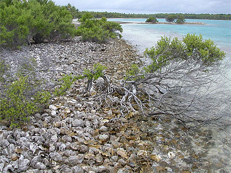 Plage de miki miki et de b�nitiers