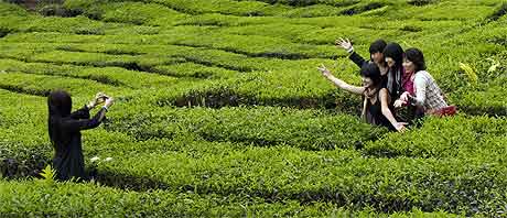 Plantation de th�