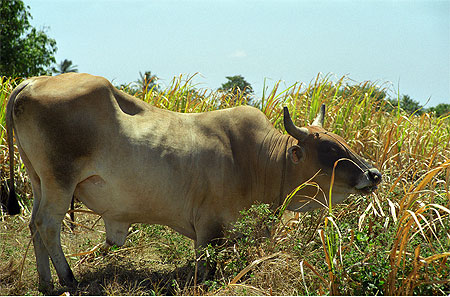 Zebu