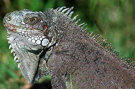 Iguane