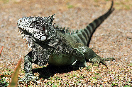 Iguane