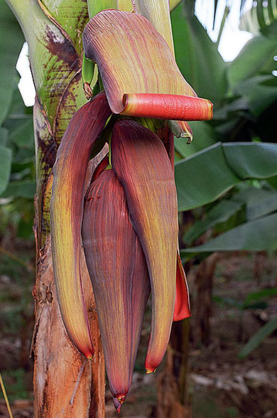 Fleur de bananier