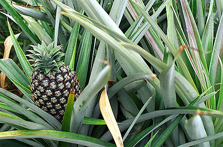 Ananas