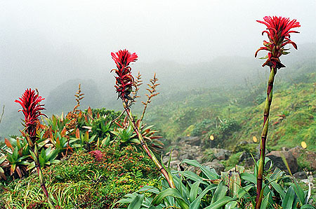 Ananas de montagne