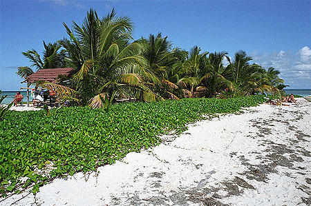 Ilet Caret