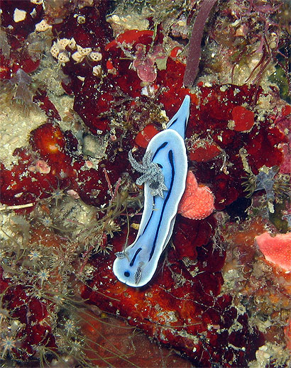 Nudibranche