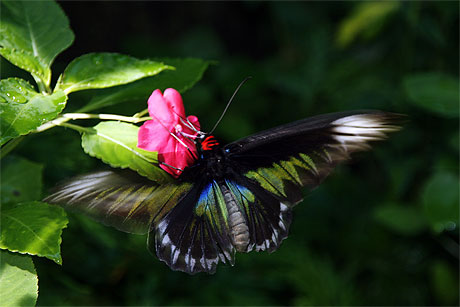 Trogonoptera brookiana