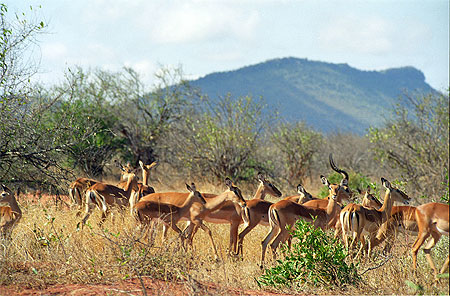 Impalas