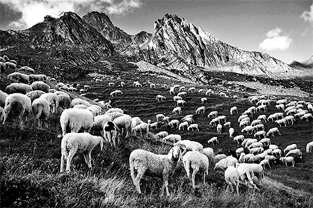 Brebis des Alpes