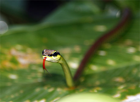 Elegant Bronzeback (Dendrelaphis formosus)