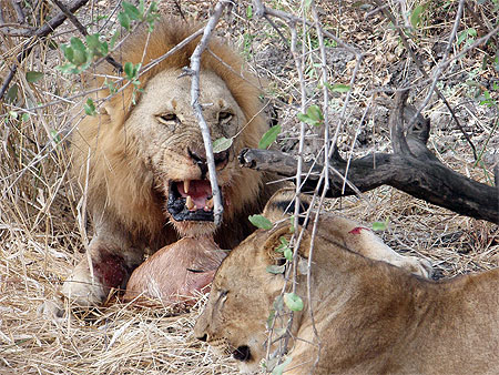 Lion d�vorant une gazelle