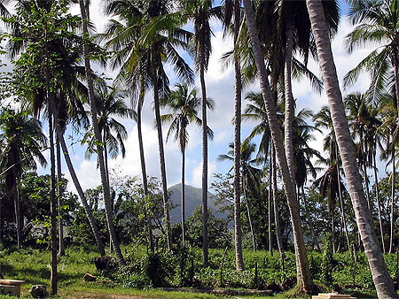 Palmeraie 