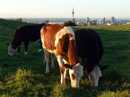 Auckland