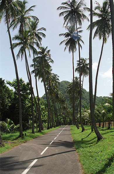 All�e de cocotiers