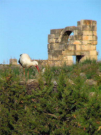Colonnes � Volubilis