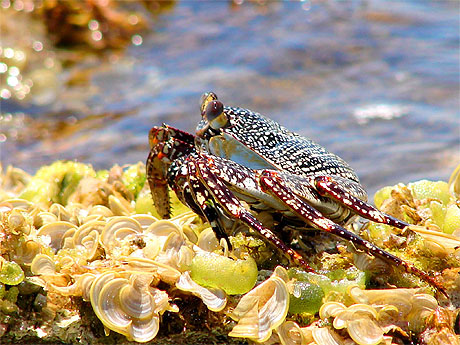 Crabe de Saint Martin