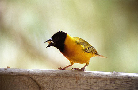 Tisserin gourmand