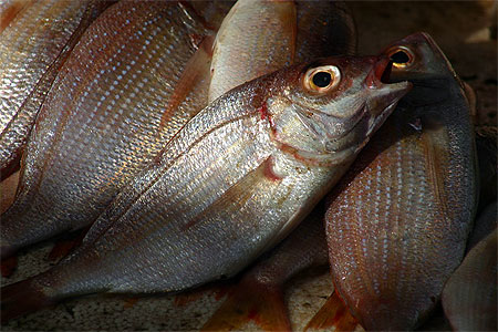Retour des p�cheurs au port de Mbour