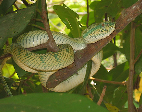 Green viper � Born�o