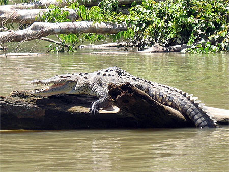 Crocodile