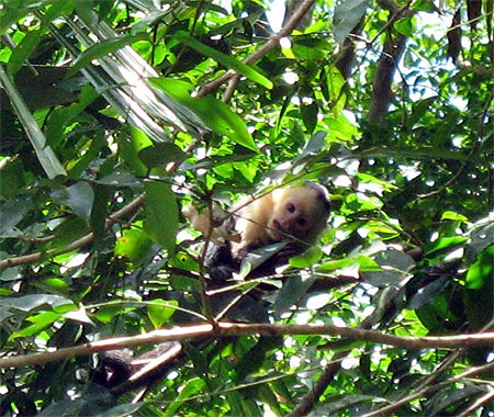 Singe capucin