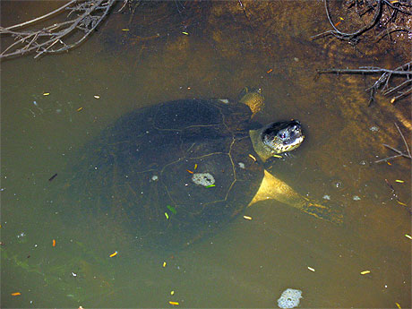 Tortue d'eau