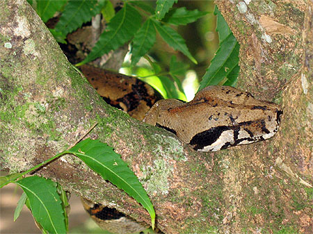 Boa constrictor en pleine sieste