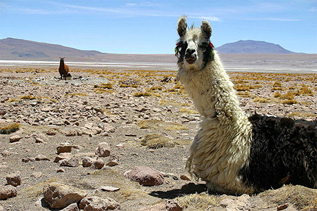 Lama