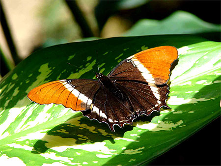 Papillon qui "bronze"