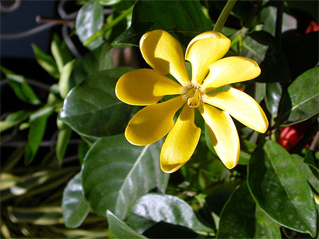Fleur de Tahiti � Papeete