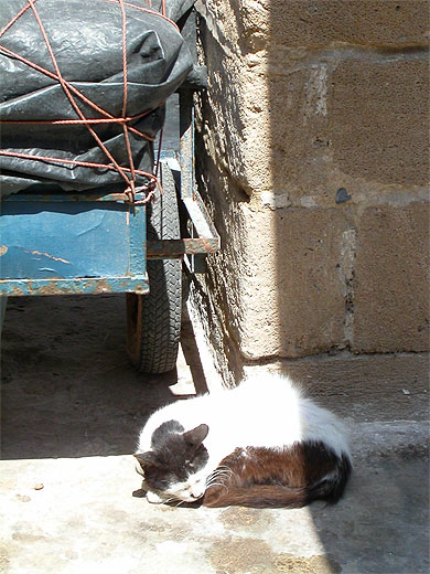 Sieste au soleil