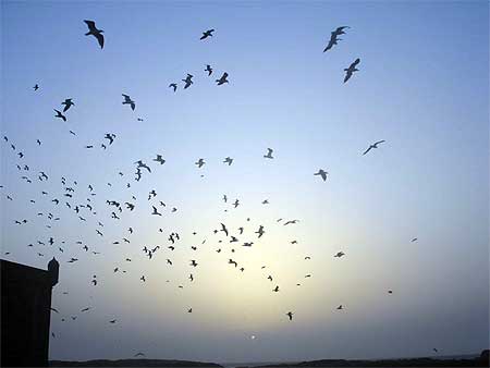 Les mouettes � Essaouira