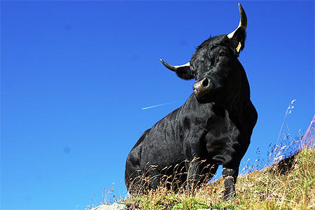 Vache entre ciel et terre