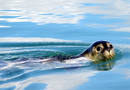 B�b� phoque � Jokulsarlon